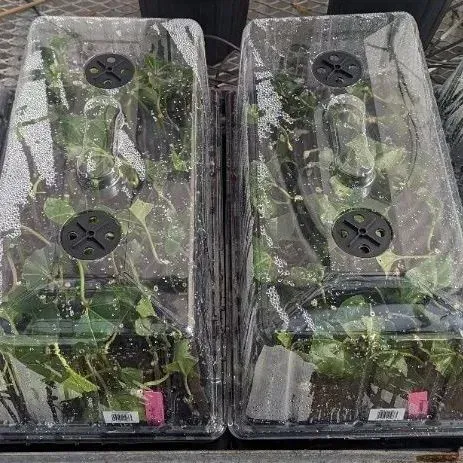 thumbnail for publication: Passion Fruit Propagation: A Comprehensive Guide